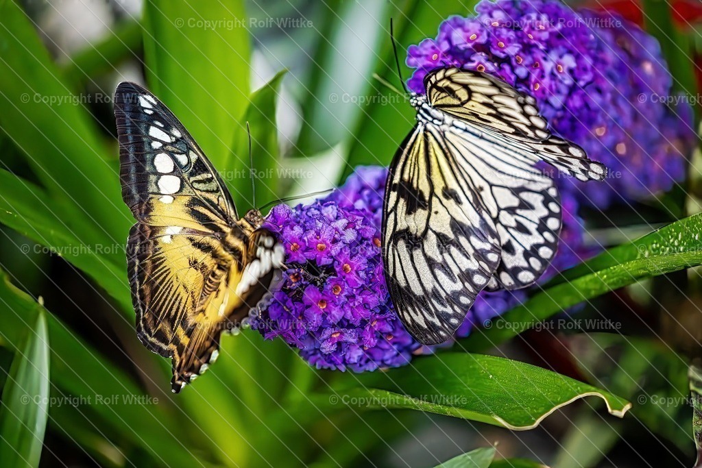 Falter4.1 | Rolf Wittke  - Realisiert mit Pictrs.com