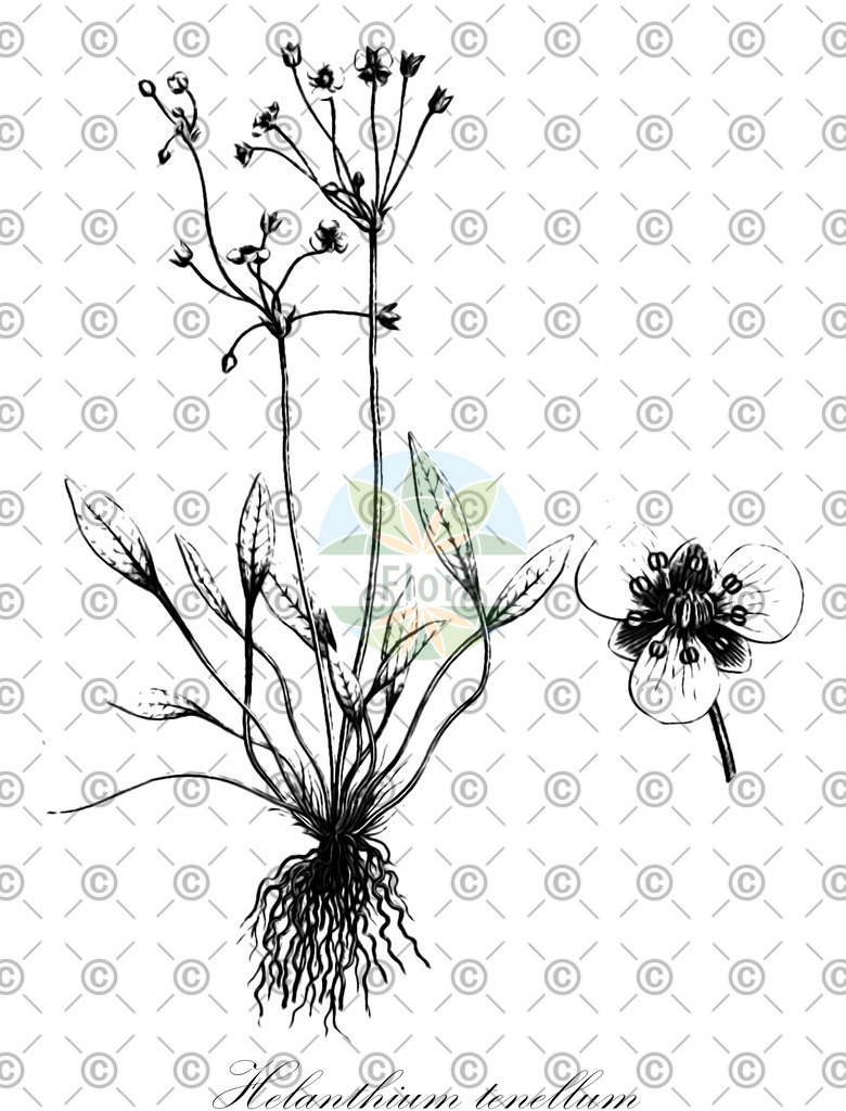 HistAbb_wfo-0000717170_1_ENZY_Simple | Historische Abbildung von Helanthium tenellum - Alismataceae | Historical Illustration of Helanthium tenellum - Alismataceae