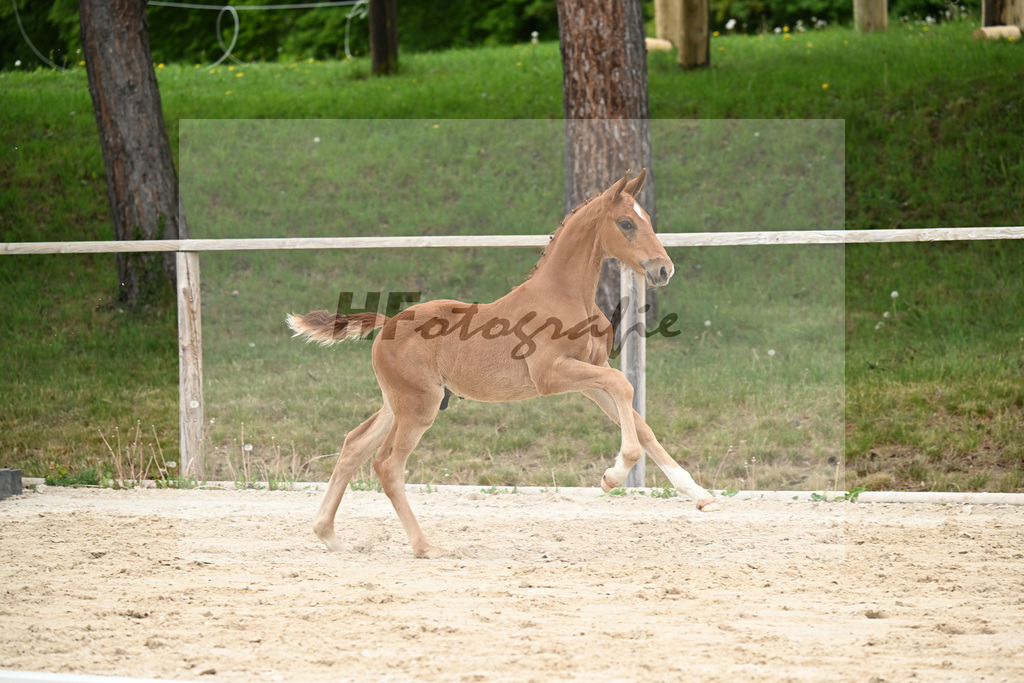 Kat-Nr. 22 HF Chaccothage Blue PS x Asti Spumante_Wimmer_24260475 | hf-fotografie - Realisiert mit Pictrs.com