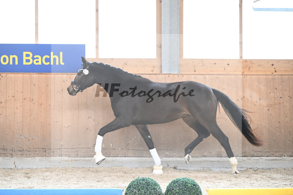 Kat-Nr. 81 Diva Evora v. Dynamic Dream_Rieder_7241407 | hf-fotografie - Realisiert mit Pictrs.com