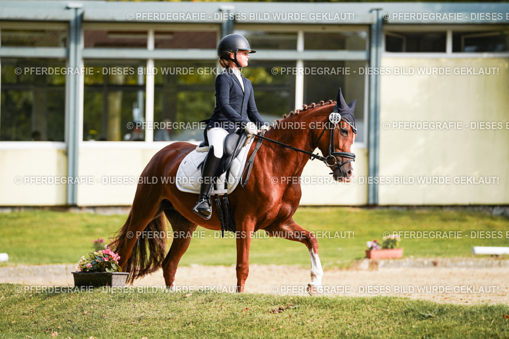 DSC05142 | Pferdegrafie