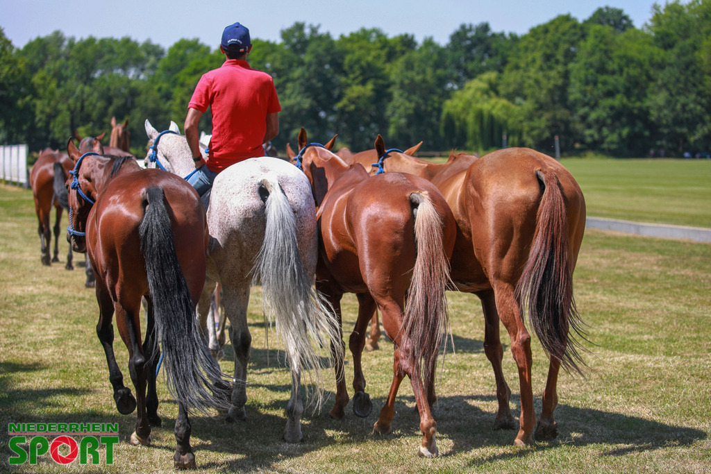 Polo_Willich_070623_002 | Bildergalerie von Sport-Ereignissen aber auch von weiteren spannenden Dingen - nicht nur vom Niederrhein. In Anlehnung an den bekannten Spruch von Hanns Dieter Hüsch heißt das Motto: "Niederrhein ist überall".  - Realisiert mit Pictrs.com
