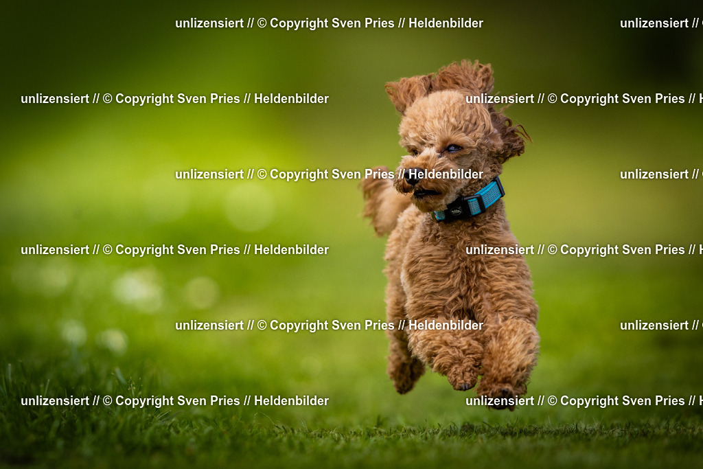 Sven Pries | 2025-04-13 - Hunderennen Baden-Baden - Realisiert mit Pictrs.com