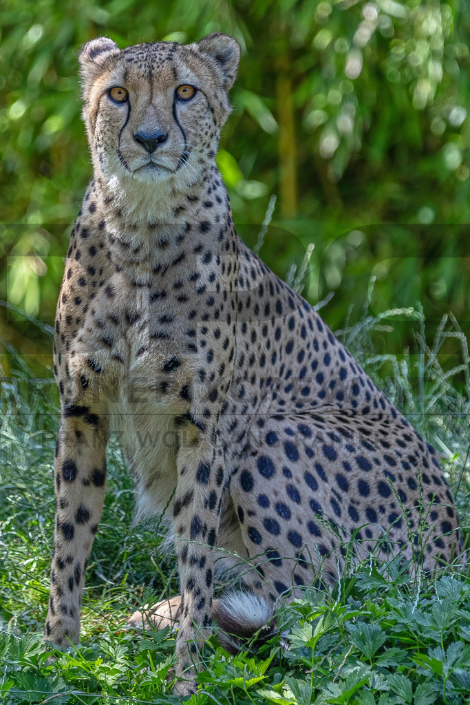 Gepard in Bewegung | Ein Gepard durchstreift das hohe Gras. Kraft, Eleganz und Geschwindigkeit vereinen sich in diesem Moment der Wildtierfotografie. - Realisiert mit Pictrs.com
