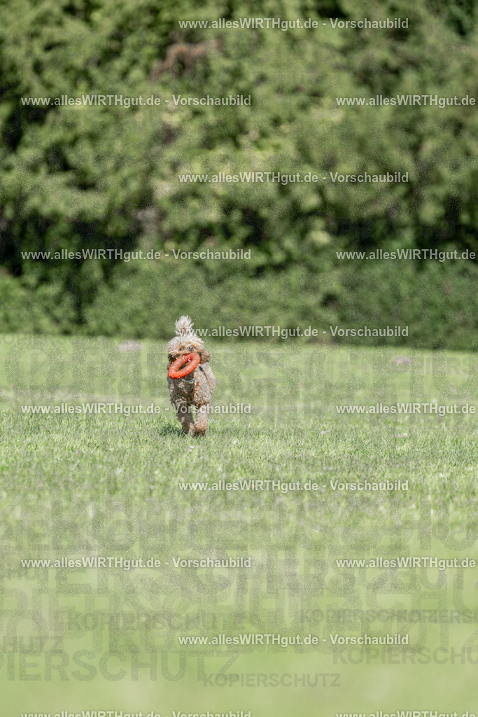 Hundeschwimmen_Volksbad_2026-allesWIRTHgut_Tierfotografie-2609061109-101908-7R509431 | Professionelle Tierfotografie in Mönchengladbach von Daniel Wirth (allesWIRTHgut). Liebevolle & natürliche Bilder von Hunden & Katzen für unvergessliche Erinnerungen.