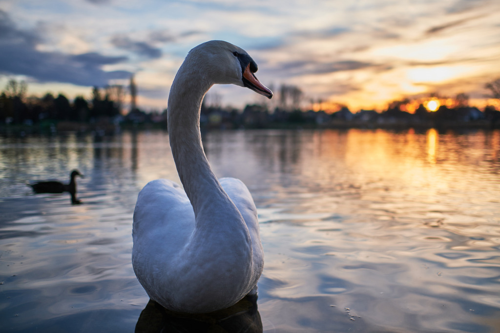 Schwan im Abendlicht an der Alten Donau | Wien, Austria - December 29, 2020: Schwan im Abendlicht an der Alten Donau. - Realisiert mit Pictrs.com
