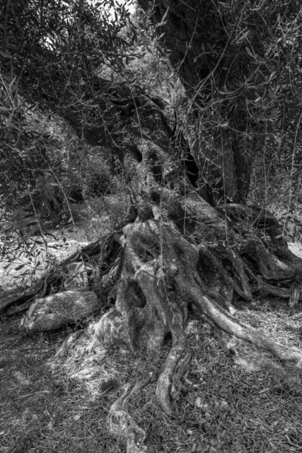 Olive Baum / Olea europaea, Olivia / Olive tree | Kreative Fotografie von Fotoloft-MaciejRusinek aus Frankfurt am Main. Große Motivauswahl in individuell ausgewählten Formaten auf unterschiedlichen Materialien. Bestellen bequem online.
Preise sind variable, je nach Material und Größe. 
 - Realisiert mit Pictrs.com