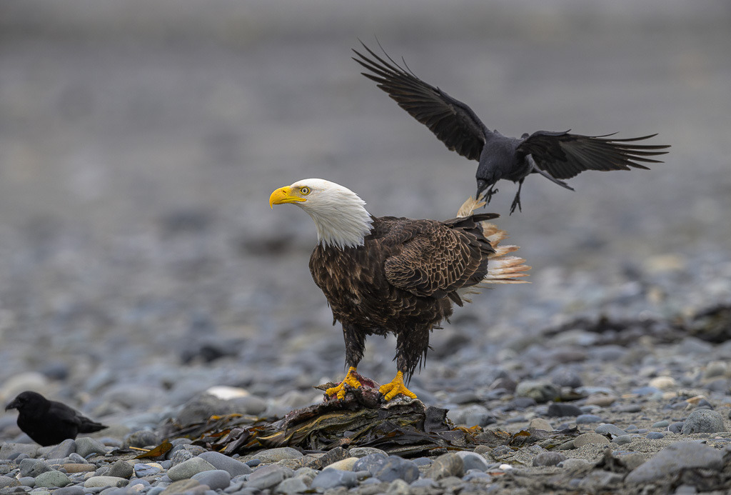Alaska | Anchor Pont. Weißkopfseeadler am Strand. - Realisiert mit Pictrs.com