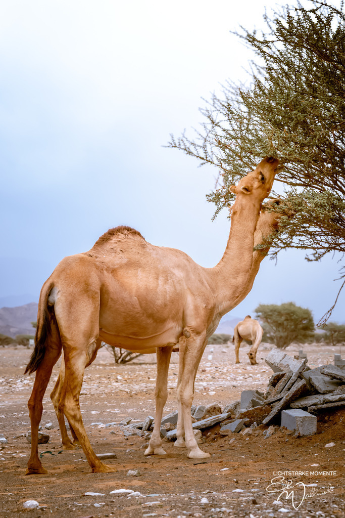 Dromedare irgendwo im Nirgendwo, zwischen Sur und Bidiyya, Oman | Herzlich willkommen auf meiner Seite! Ich bin Elke Wallnisch, Deine Fotografin für lichtstarke Momente. Der Name steht für alles, was mich mit der Fotografie verbindet: Das Licht und seine machtvolle Wirkung auf eine Situation oder unsere Stimmung - Realisiert mit Pictrs.com