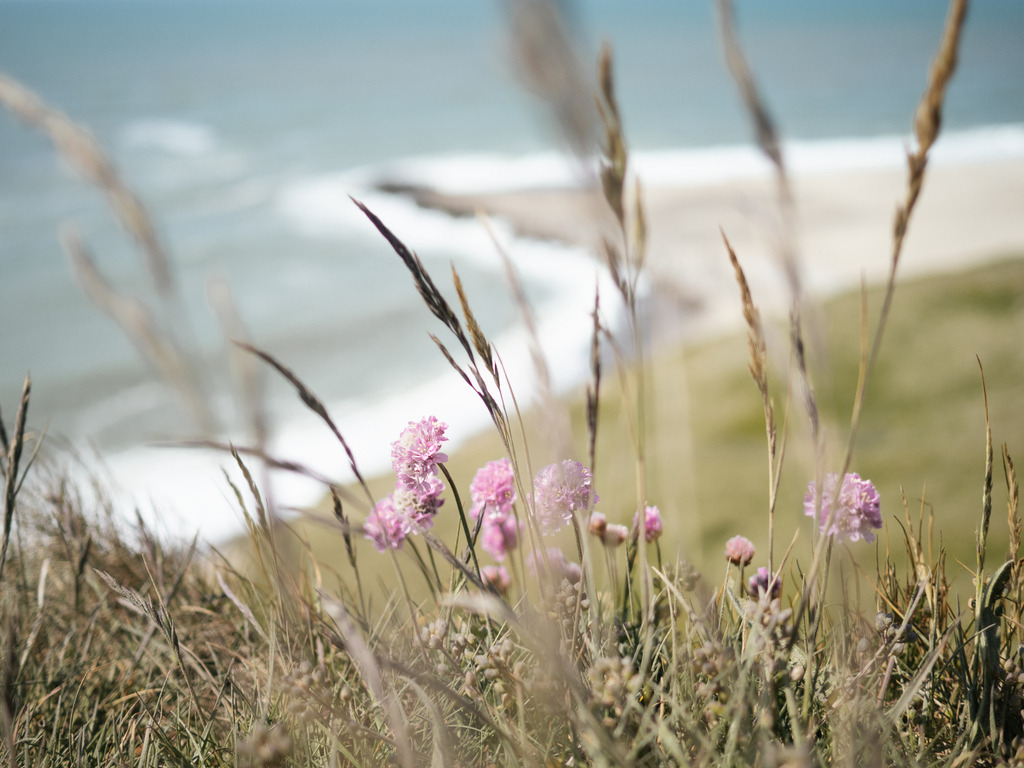 Strand-Grasnelke Lemvig-6010244 | kopf - Realisiert mit Pictrs.com