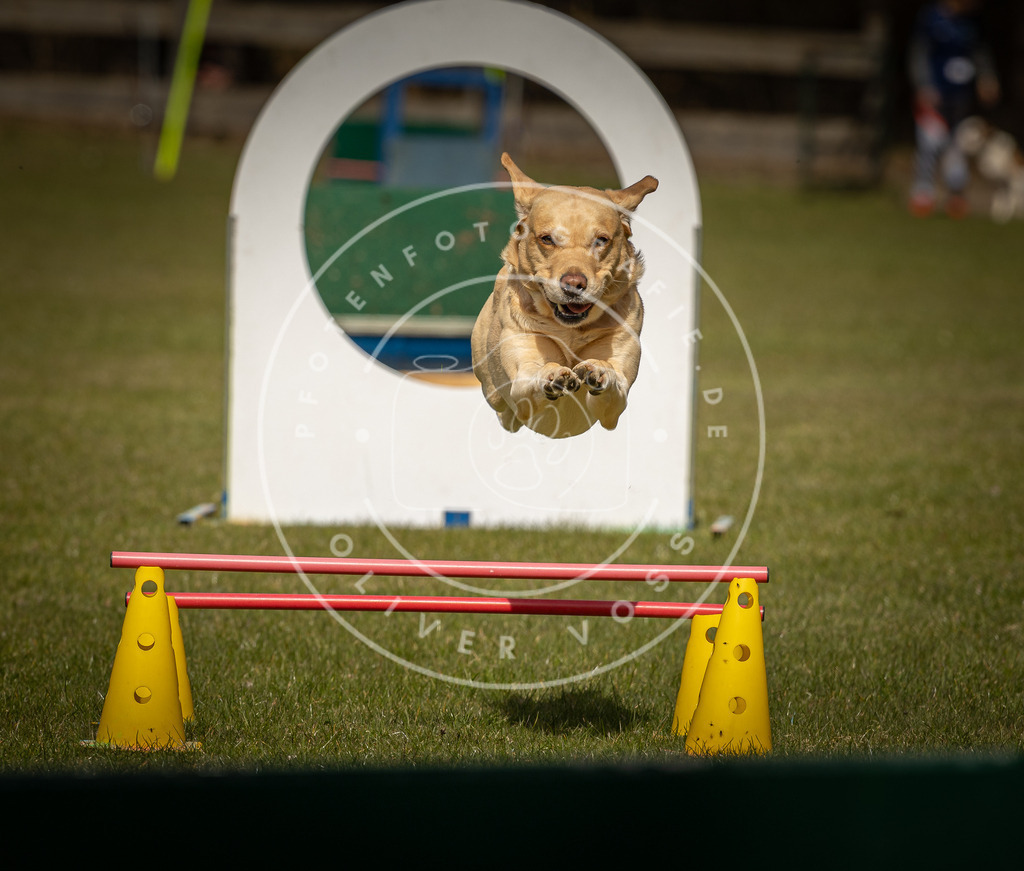 Pfotenfotografie_DV3A5344 | Hundefotografie, Tierfotograf, Pfotenfotografie, Fotoshooting Hund, Hunde Portrait, Hundesport, Hundeportraits, Heideshooting, Hunde, Sportfotograf, Hundefotograf, Turnierhundsport, THS,  - Realisiert mit Pictrs.com