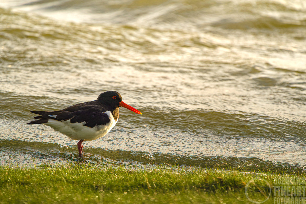 _A7R1860 | Björn Thiemann; Ogenblick.de; Fotografie; Photograph; Landscape, Pellworm, Schleswig-Holstein; Inselfotograf; Inselfotografien; Wattenmeer; National-Park; Naturschutzgebiet; Leuchtturm; Lighthouse; Leinwandbilder; Kalender; Pellworm Kalender;  - Realisiert mit Pictrs.com