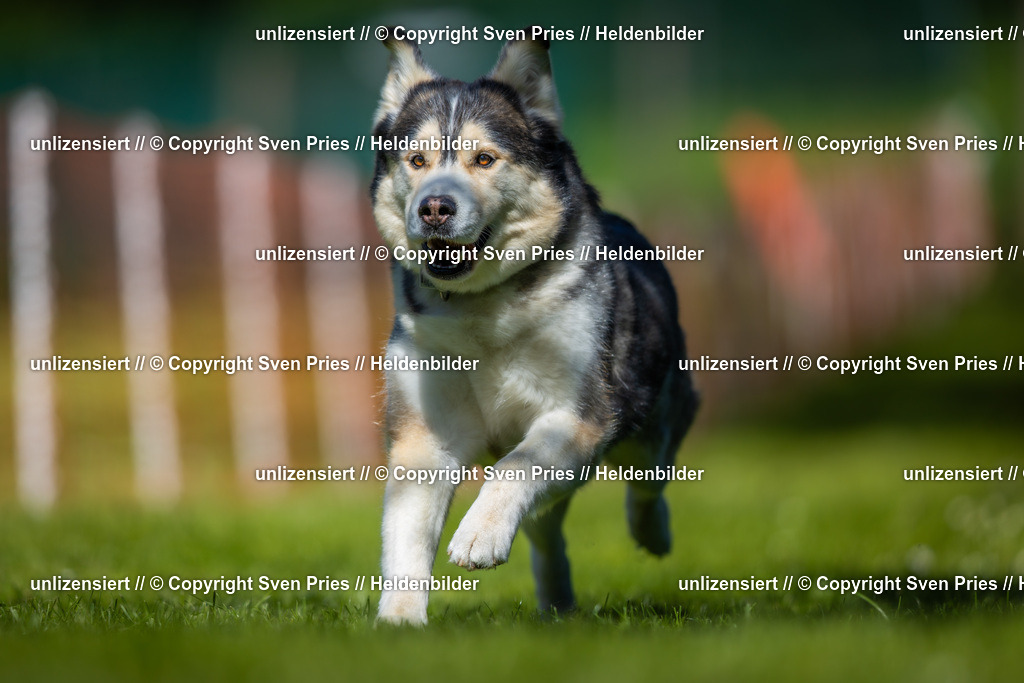 Hunderennen_April_2026_315 | 2026-04-26 - Hunderennen Baden-Oos April 2026 - Realisiert mit Pictrs.com