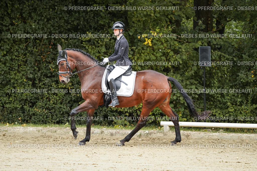 DSC08914 | Pferdegrafie