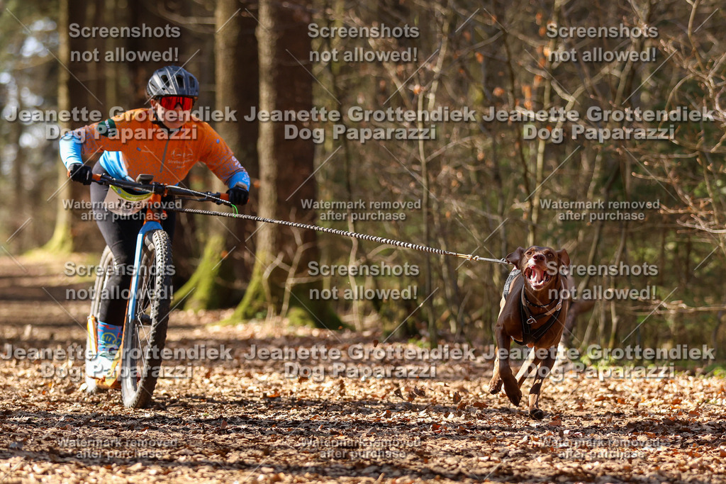 Dog Paparazzi - VCC26-1243 | Dog Paparazzi Jeanette Grottendiek Fotografie & Videografie - Realisiert mit Pictrs.com