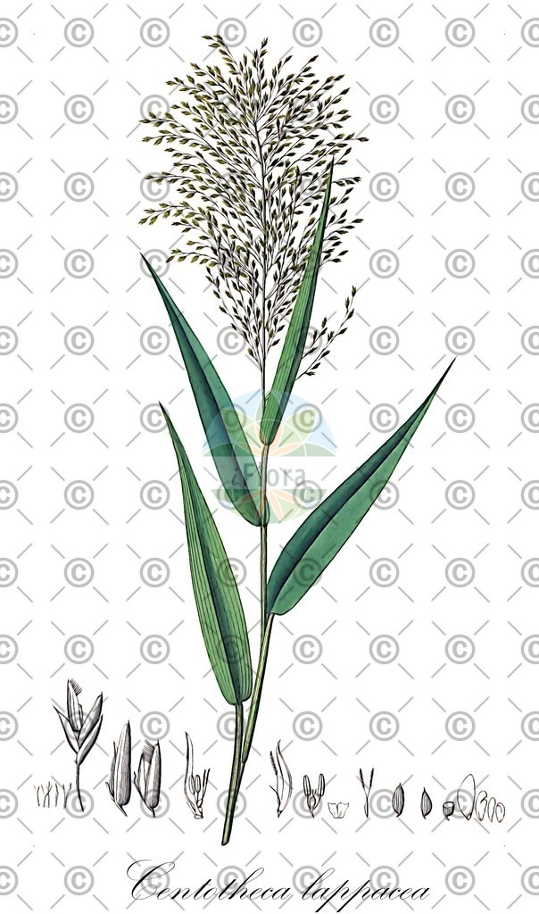 HistAbb_wfo-0001078732_1_ENZY_Simple | Historische Abbildung von Centotheca lappacea - Poaceae | Historical Illustration of Centotheca lappacea - Poaceae