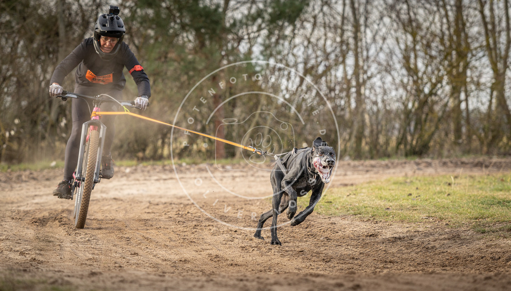 Pfotenfotografie_DV3A8032 | Hundefotografie, Tierfotograf, Pfotenfotografie, Fotoshooting Hund, Hunde Portrait, Hundesport, Hundeportraits, Heideshooting, Hunde, Sportfotograf, Hundefotograf, Turnierhundsport, THS,  - Realisiert mit Pictrs.com
