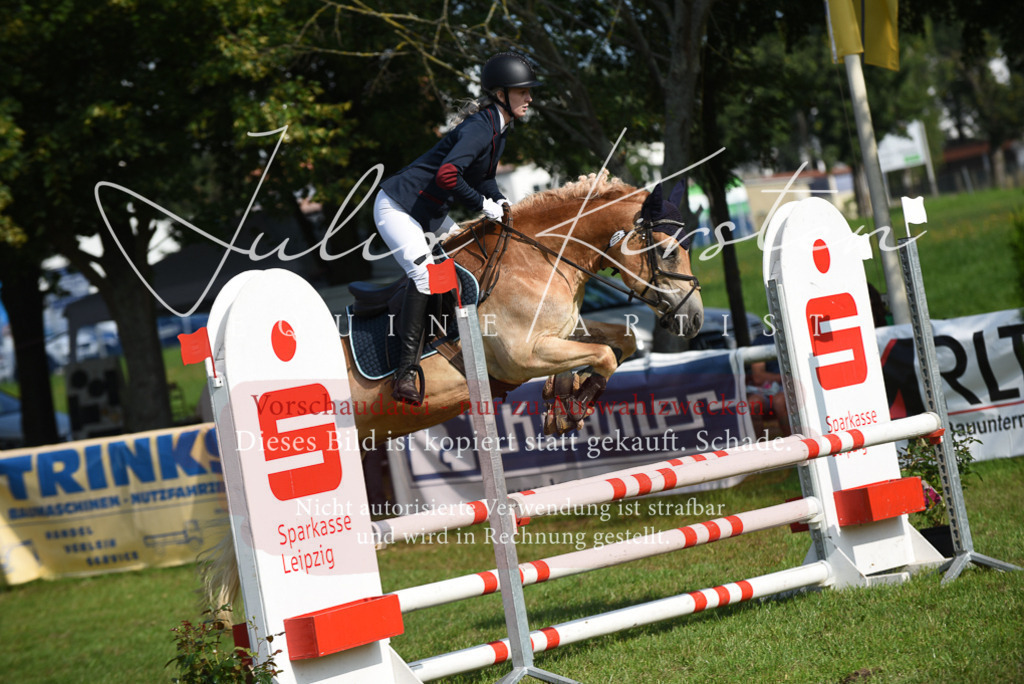 DSC_8899 | Pferde- und Turnierfotografie in Westsachsen. Pferdeportraits, Auftragszeichnungen und intuitive Kunst.