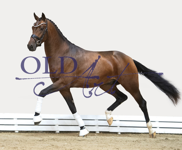 82 DE 433330053321 Zack - De Niro - Sandro Hit | <meta name="description" content="★Offizieller Merchandise und Foto-/Videostore des Oldenburger Verbandes.★ ✅Jetzt auch digital Ausdrucke erhältlich." />
<meta name="keywords" content="Merchandise Foto-/Videostore Oldenburger Verband Photographie 