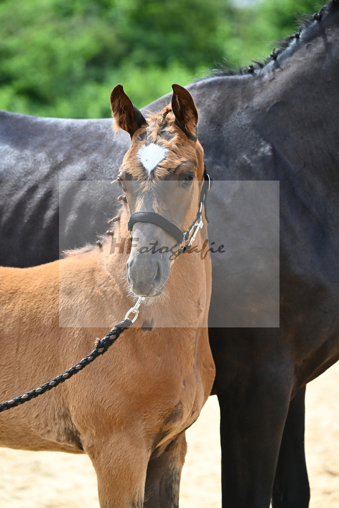 Kat-Nr. 22 Valenziano x Delacroix Rose_Schuster_27140682 | hf-fotografie - Realisiert mit Pictrs.com