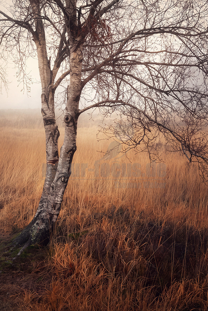 R5M26365_20251130 | Ein einzelner, schlanker Birkenbaum (Betula pendula) steht im Hochformat in einer weiten, nebligen Landschaft. Seine charakteristische weisse Rinde mit dunklen Rissen ist deutlich zu erkennen. Die Äste sind kahl, was auf die kalte Jahreszeit, Winter oder frühen Frühling, hindeutet. Der Baum ist von trockenem, goldbraunem Gras umgeben, das sich bis in den nebligen Hintergrund erstreckt. Die Silberbirke ist eine in Europa weit verbreitete Pionierbaumart, die für ihre Anpassungsfähigkeit und ihr schnelles Wachstum bekannt ist. Ihre Rinde wurde traditionell für verschiedene Zwecke genutzt. - Realisiert mit Pictrs.com