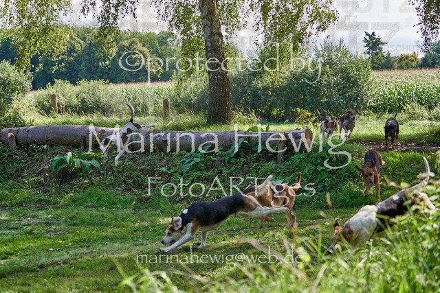 08-23 Bredeneek Jagd_MCH9320_Marina Hewig | Fotografie, FotoArt, PferdesportArt, Pferdesportfotografie, Landschaftsfotografie, Reisefotografie, Reise, Pferde - Realisiert mit Pictrs.com
