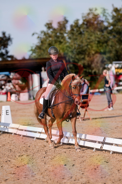 2026_10_03_Siefer-Hof_122040_Z81_20874228 | Professionelle Reitsport-, Turnier- und Eventfotografie von Robert Broda. Galerien mit ausgewählten und bearbeiteten Bildern direkt online ansehen und bestellen.
