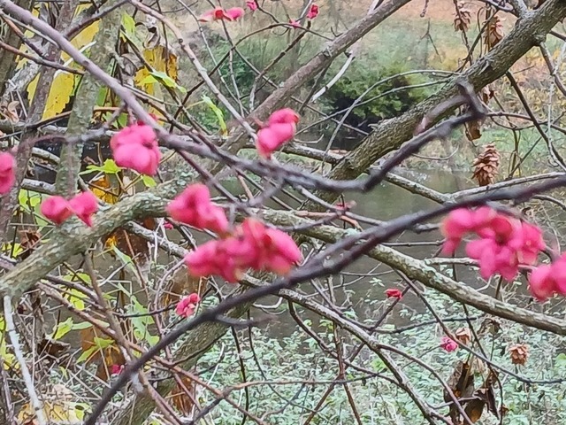 Pfaffenhütchen | Verkauf von Fotos und  Videoclips zumThema Natur.Motive sind Pflanzen, Tiere, Landschaftenund Wetter - Realisiert mit Pictrs.com