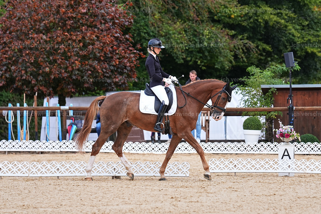 02-037-DRESSUR L_  -Marixx-4814 | working equitationturnier fotograf videograf stoibphotography marixx film working equitation deutschland reitsport turnierfotografie eventfotografie equestrian events