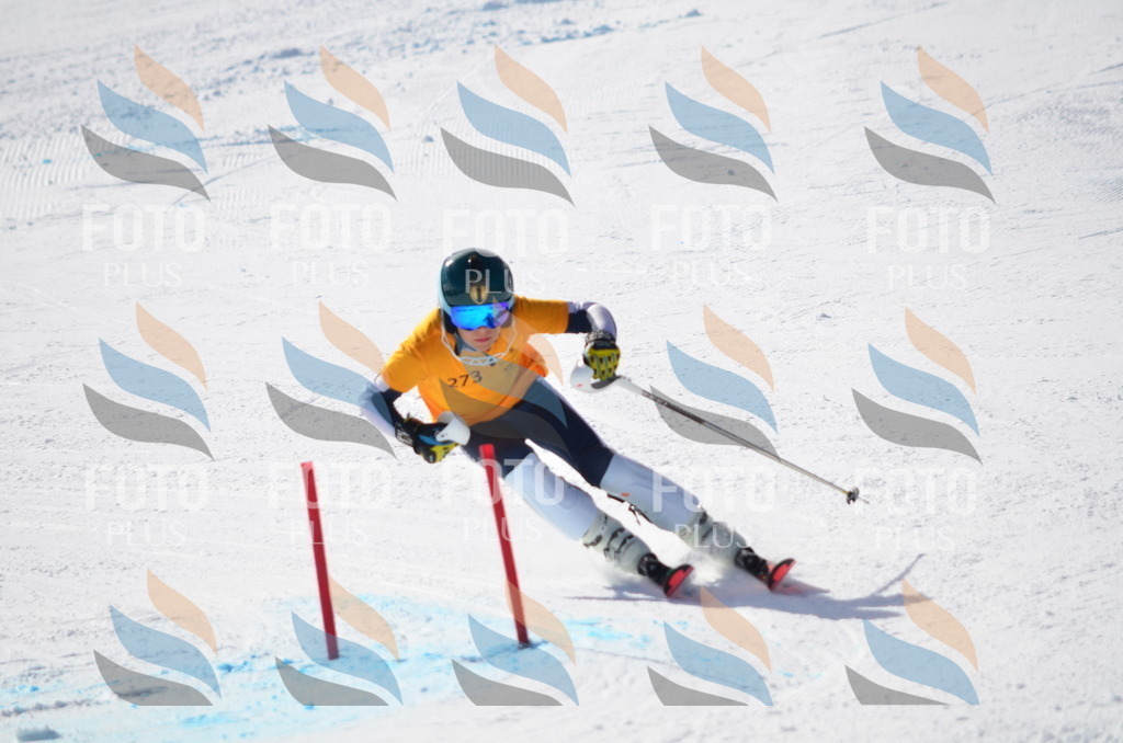 C8598 | holidayphoto