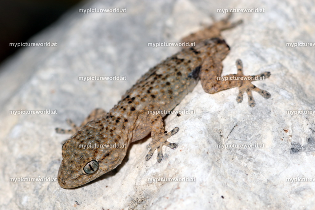 Europäischer Halbfinger-002 | Das Bilderarchiv über Tiere, Planzen und Landschaften. In der Bilddatenbank finden Sie ein große Auswahl an hochwertigen Bilder für Ihre Werbung - Realisiert mit Pictrs.com