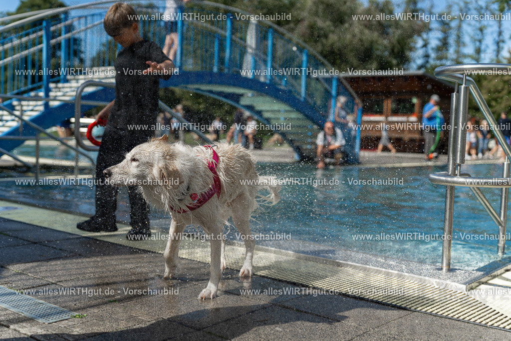 Hundeschwimmen_Volksbad_2026-allesWIRTHgut_Tierfotografie-2609061216-112606-7R509995 | Professionelle Tierfotografie in Mönchengladbach von Daniel Wirth (allesWIRTHgut). Liebevolle & natürliche Bilder von Hunden & Katzen für unvergessliche Erinnerungen.
