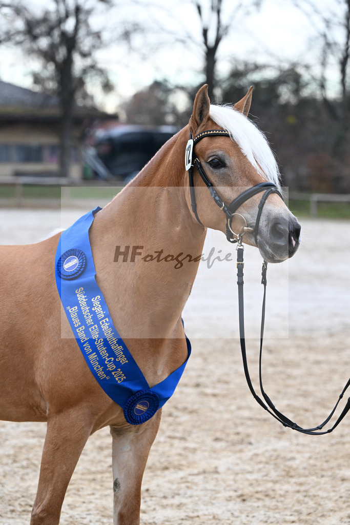 Bl. Band Kat-Nr. 12 Baghira v. Schampus_Czernoch_48251681 | hf-fotografie - Realisiert mit Pictrs.com