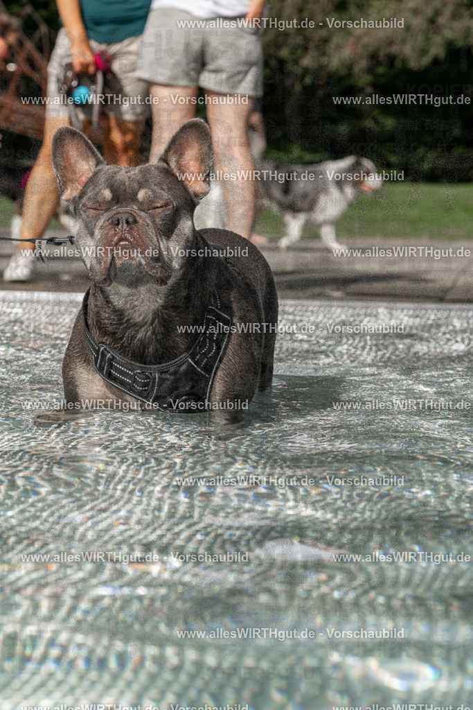 Hundeschwimmen_Volksbad_2026-allesWIRTHgut_Tierfotografie-2609061524-FAY07209 | Professionelle Tierfotografie in Mönchengladbach von Daniel Wirth (allesWIRTHgut). Liebevolle & natürliche Bilder von Hunden & Katzen für unvergessliche Erinnerungen.