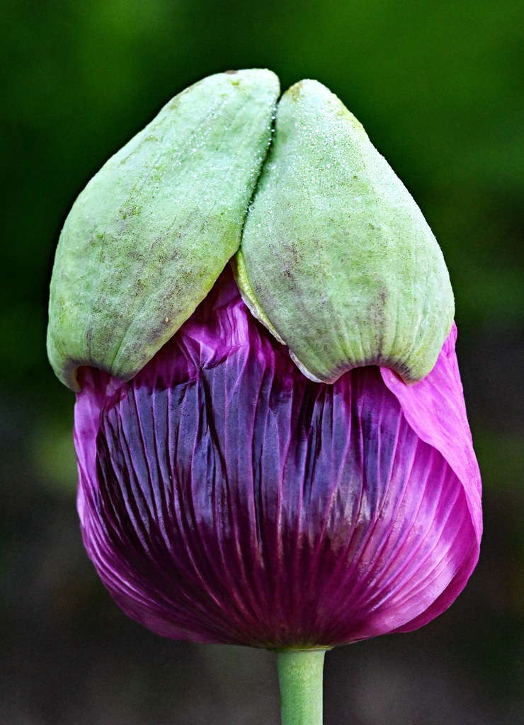Schlafmohn07h | lucisnaturbilder - Realisiert mit Pictrs.com