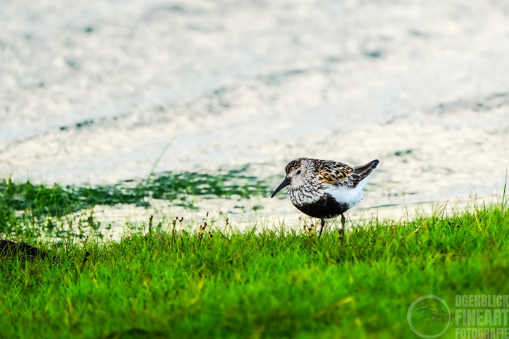 _A7R1916 | Björn Thiemann; Ogenblick.de; Fotografie; Photograph; Landscape, Pellworm, Schleswig-Holstein; Inselfotograf; Inselfotografien; Wattenmeer; National-Park; Naturschutzgebiet; Leuchtturm; Lighthouse; Leinwandbilder; Kalender; Pellworm Kalender;  - Realisiert mit Pictrs.com