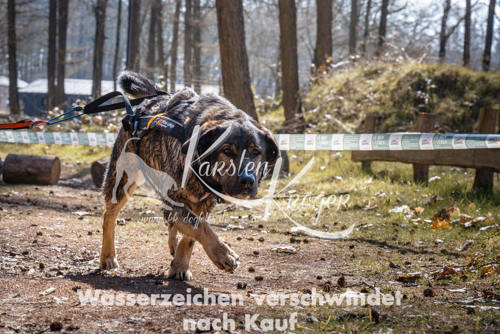 1312_ZZ94701 | kk-dogfotos
