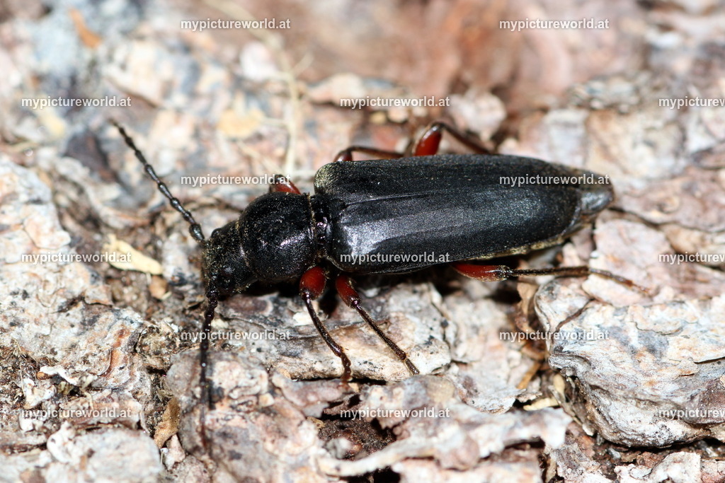 Tetropium castaneum-001 | Das Bilderarchiv über Tiere, Planzen und Landschaften. In der Bilddatenbank finden Sie ein große Auswahl an hochwertigen Bilder für Ihre Werbung - Realisiert mit Pictrs.com