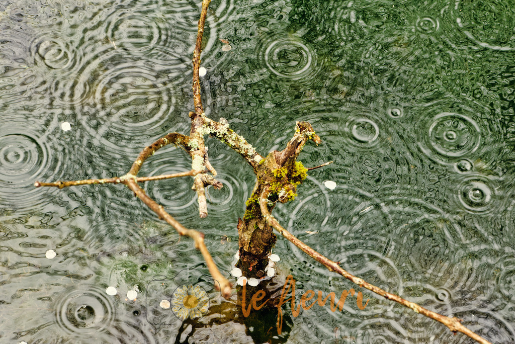 DSC_0263-NEF_DxO_DeepPRIME (1) | Dies ist der Shop von Florian Blum - le fleuri. Langenthal, Bern, SchweizSie können hier meine oder ihre eigenen Fotos als Fotoprodukte kaufen. Tassen, Schlüsselanhänger, Taschen etc. können Sie hier gestalten.  - Realisiert mit Pictrs.com