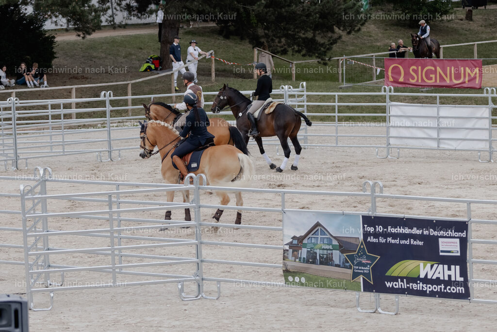 WE__Stoib_Rinder_PI2025_3010 | Pferd International München 2025