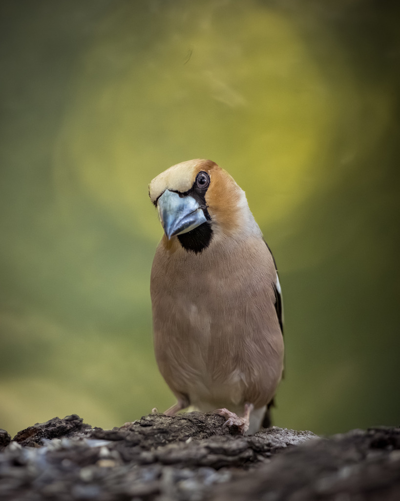 DSC_1492-Verbessert-RR | Ich bin Fotograf aus Neuburg an der Donau und spezialisiere mich auf Wildlife-Fotografie, Landschaftsaufnahmen und Portraits.Ob Hochzeit, Familienbilder oder Naturaufnahmen – ich fange echte Momente ein, die bleiben. 