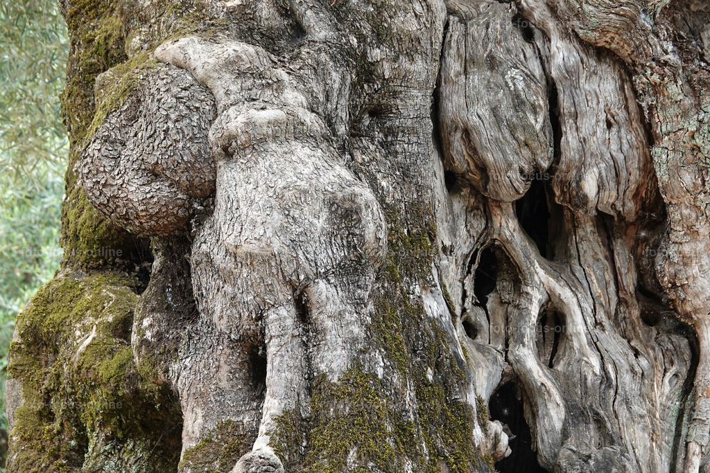 ugly trees | foto-focus-online