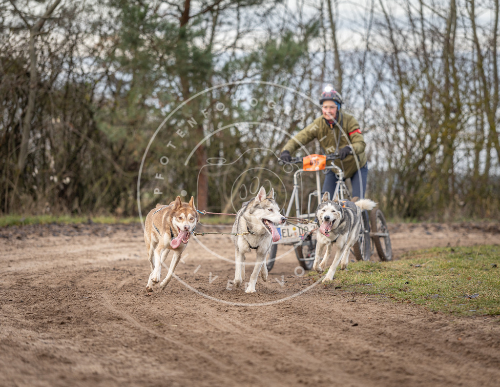 Pfotenfotografie_DV3A6164 | Hundefotografie, Tierfotograf, Pfotenfotografie, Fotoshooting Hund, Hunde Portrait, Hundesport, Hundeportraits, Heideshooting, Hunde, Sportfotograf, Hundefotograf, Turnierhundsport, THS,  - Realisiert mit Pictrs.com