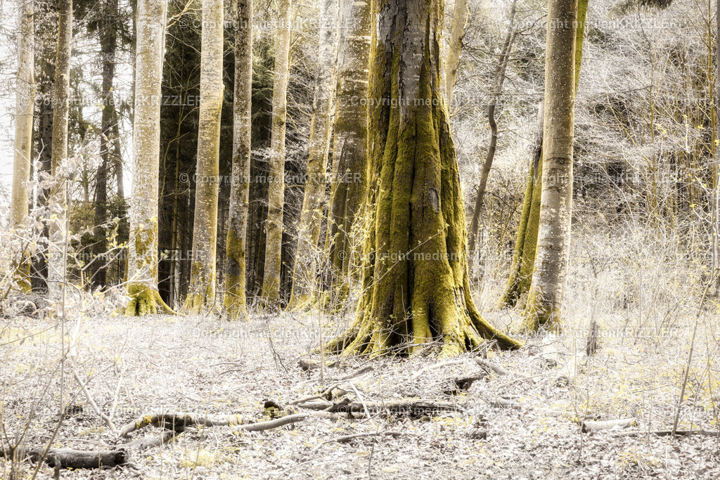 _J3A0381 | medienkrizzler - Realisiert mit Pictrs.com