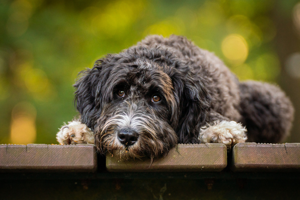 allesWIRTHgut Tierfotografie - 20210730-AWG02176 | Professionelle Tierfotografie in Mönchengladbach von Daniel Wirth (allesWIRTHgut). Liebevolle & natürliche Bilder von Hunden & Katzen für unvergessliche Erinnerungen.