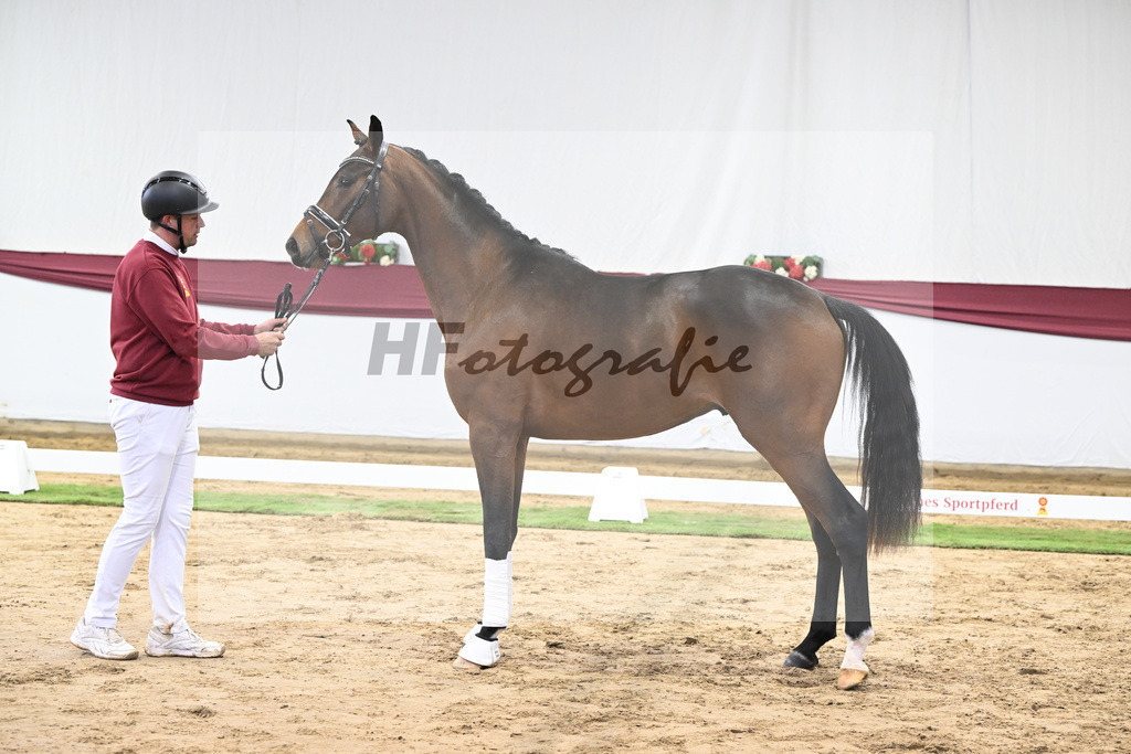 Kat-Nr. 26 Dynamic Dream x Le Mans_Kurt Fink_47250788 | hf-fotografie - Realisiert mit Pictrs.com