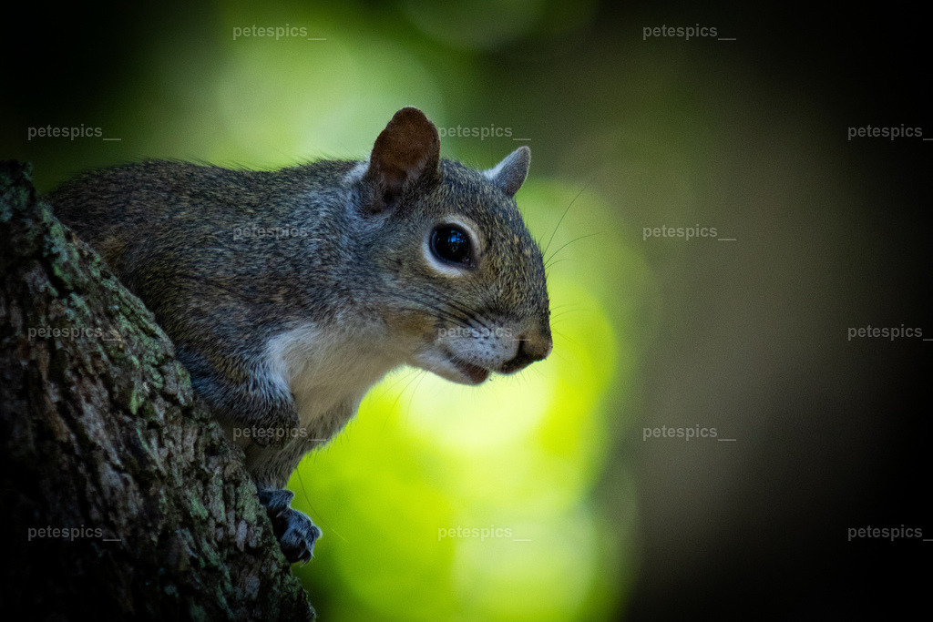 IMG_0175 | petespics