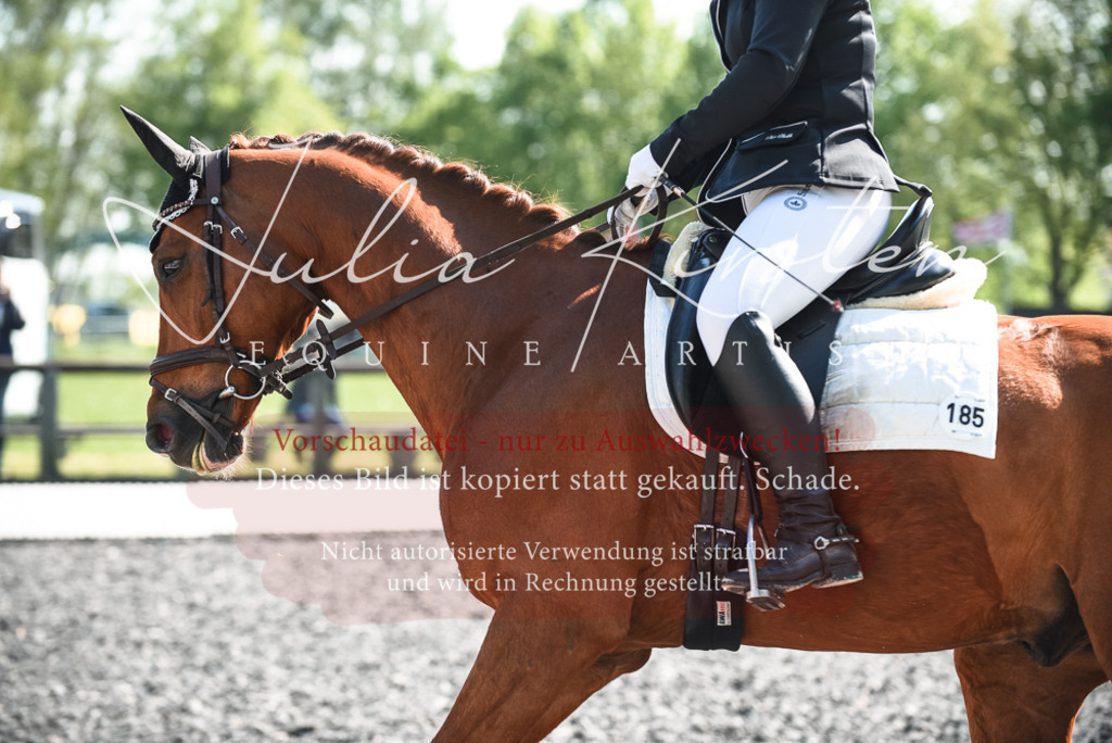 DSC_8752 | Pferde- und Turnierfotografie in Westsachsen. Pferdeportraits, Auftragszeichnungen und intuitive Kunst.