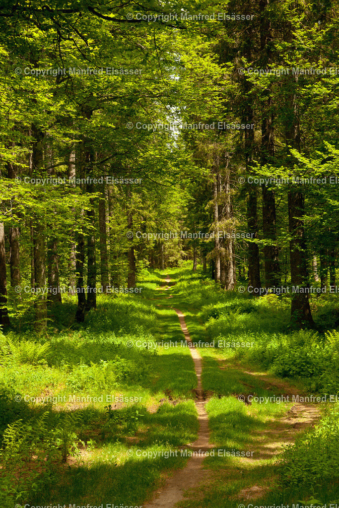 WB-045 | Grüner Wiesenweg im Laubwald mit Sonnenlicht - Realisiert mit Pictrs.com