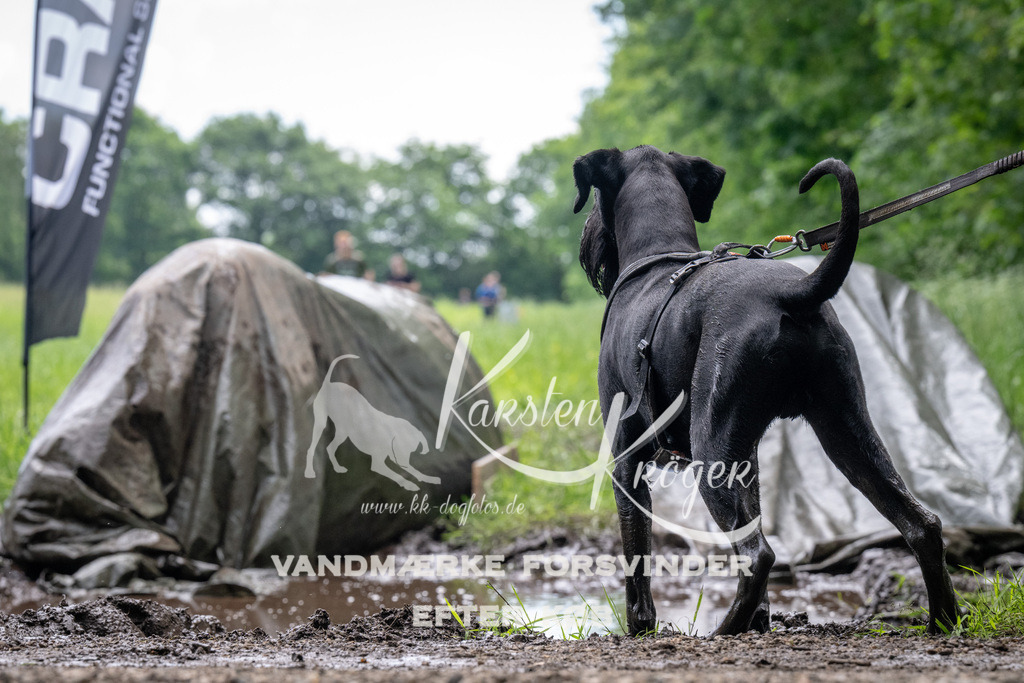 1113_ZZ91888 | kk-dogfotos